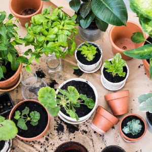 7 Herba Segar Yang Boleh Anda Tanam Dengan Mudah Di Rumah Sendiri