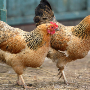 Jijik! Simpan, Sembelih Ayam Dalam Tandas Sebelum Dijual