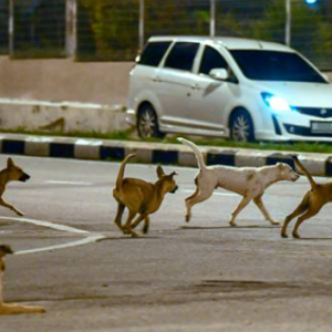 Budak Empat Tahun Maut Diserang Lima Ekor Anjing Jalanan