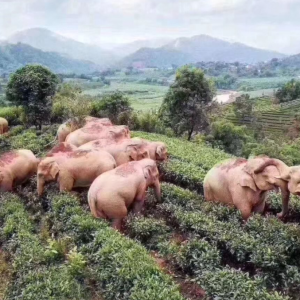 Gajah Mabuk Di China Cuit Hati Netizen