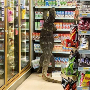 Biawak Gergasi Kelaparan 'Shopping' Di Kedai Serbaneka