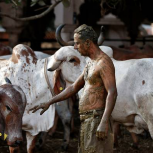 Doktor di India larang guna tahi lembu sebagai 'penawar' COVID-19