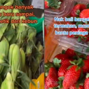 Cameron Highlands Jadi Pekan Koboi - 'Strawberi, Jagung, Ubi Siapa Nak Makan?'