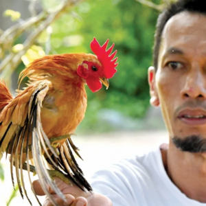 Juara ayam Serama cecah RM40K