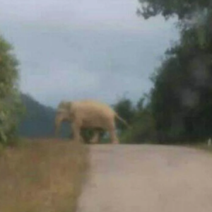 Lepas beruang dan harimau, gajah pula muncul di Felda Perasu