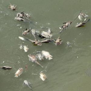 Bau busuk ganggu penduduk. Ratusan ikan sungai Damansara mati keracunan?