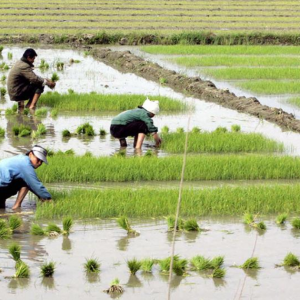 Korea Utara Bakal Berdepan Kebuluran Bekalan Makanan 'Licin'