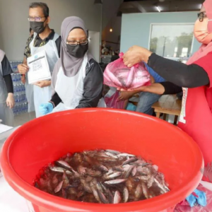 Jual Ikan Seekor 20 Sen Je