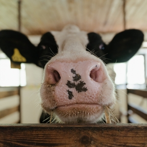 Anda Bukan Lembu Atau Kuda Ambil Ivermectin