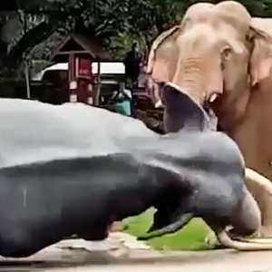 Gajah Mengamuk Tumbangkan Patung Gajah