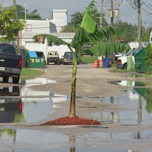 Bosan Jalan Selalu Rosak, Lelaki Tanam Pokok Pisang Di Tengah Jalan