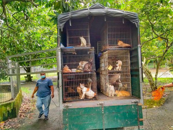 50 Kucing Kesayangan Terpaksa Dihantar Ke Pusat Perlindungan Lepas 