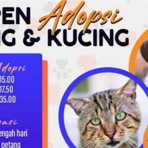 DBKL Offer Peluang Bela Kucing Atau Anjing Baka Elok