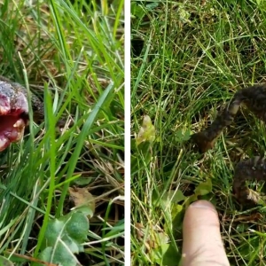 Katak Zombi! Dah Tak Ada Kepala Pun Boleh Lompat-lompat Lagi