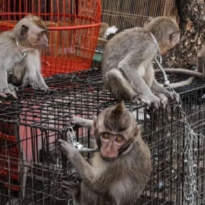 Anak Monyet Dirantai, Dijual Terbuka Di Pasar Basah