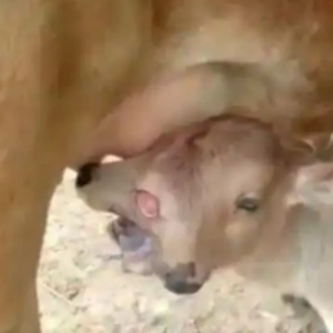 Anak Lembu Dua Kepala Dan Tiga Biji Mata Dianggap Suci, Disembah Penduduk Kampung