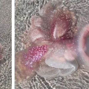 Makhluk Merah Jambu, Tembus Cahaya Macam Alien Terdampar Di Pantai