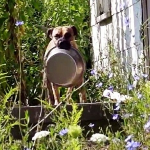 Anjing Terbuang Bawa Mangkuk, Kelaparan Cari Makanan Dari Rumah Ke Rumah