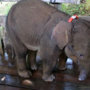 Anak Gajah Mati, Belalai Putus Masuk Perangkap Pemburu Haram