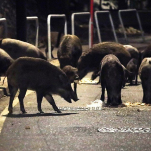 Hong Kong "Pancing" Babi Keluar Untuk Dibunuh