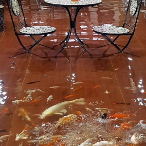 Makan Sambil ‘Bermanja’ Dengan Puluhan Ikan Koi Di Lantai Kafe