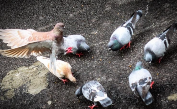 Ibu Bagi Makanan Burung Untuk Bekal Anak Ke Sekolah