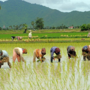 Pura-Pura Cabut Rumput Di Sawah Sebab Nak Elak Disaman Polis