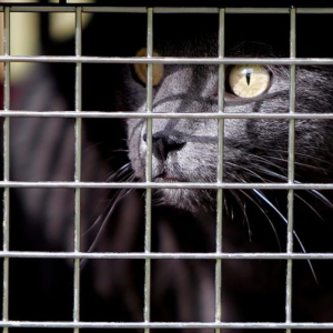 Risiko Kerap Kurung Kucing Dan Bila Waktu Sesuai Kucing Diletakkan Dalam Sangkar