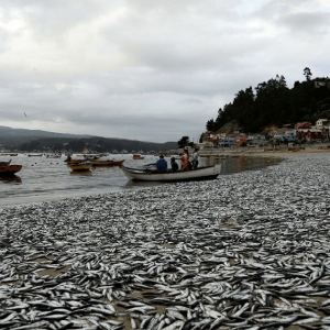 Misteri Ribuan Ikan Sardin Dan Ikan Bilis Mati Terdampar Di Pantai Chile!