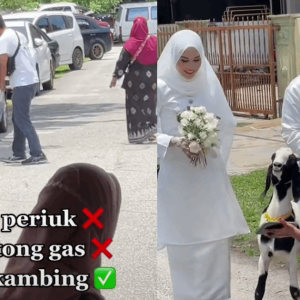 Netizen Terkejut Ada Orang Bawa Kambing Sebagai Hadiah Kahwin