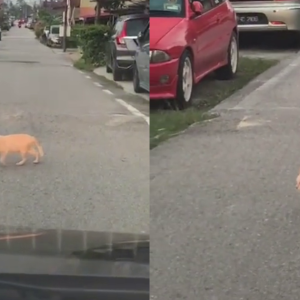 "Nak Marah Tapi Kena Sabar," Orang Nak Cepat Tetapi Oyen Selamba Lintas Jalan Slow Motion