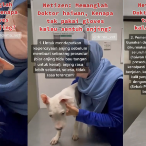 "Kenapa Tak Pakai Glove Masa Sentuh Anjing?" Doktor Haiwan Jawab Soalan Panas Netizen