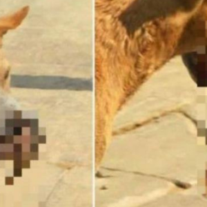 Bayi Tanpa Kepala Dilahap Tiga Ekor Anjing, Polis Syak Anak Hasil Hubungan Terlarang