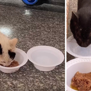 Heliza Ke Pasar Raya Semata-Mata Beli Makanan Untuk Kucing Jalanan Di Tanah Suci