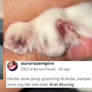 Hantar Kucing Grooming, Pemilik Kecewa Kuku Dipotong Sampai Berdarah