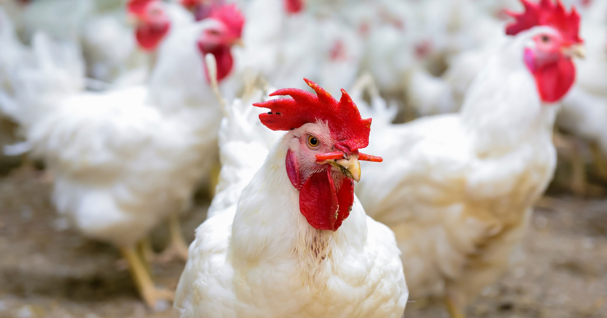 Tutup Kilang Ayam 2 Hari Bukan Protes - FLFAM
