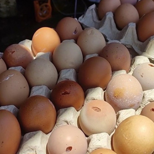 Terpaksa Beli Telur Ayam Retak Sebab Naik Harga RM1.50