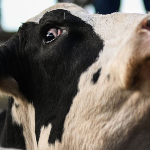 Lembu Pula Ditahan Kerana Bunuh Kanak-kanak