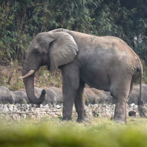 Gajah Pijak Wanita Tua Sampai Mati, Datang Semula Ke Upacara Pengebumian Untuk Lempar Mayat