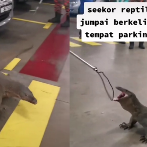 Biawak "Sesat" Di Parkir Lot Pasar Raya Buat Ramai Ketakutan