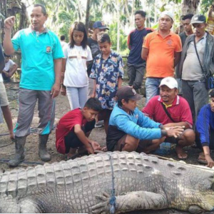 Selamba Tangkap Buaya Besar 1000kg Seorang Diri, Siap Ikat Di Pokok Kelapa