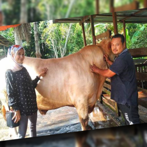 Cikgu Sanggup Berhabis RM20,000 Untuk Korban Lembu Sado