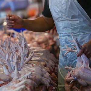 Mengarut Ayam RM15 Sekilo, Penternak Pun Risau Ayam Tak Laku Kalau Mahal – FLFAM