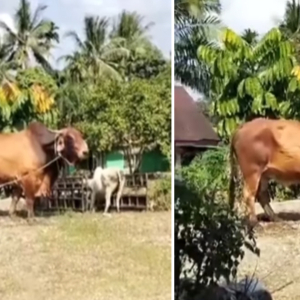 Ketar Lutut Nak Tumbangkan Lembu Gergasi Ini!