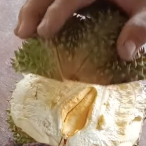 Beli Durian Black Thorn Berharga RM117 Tapi Langsung Tak Ada Isi!