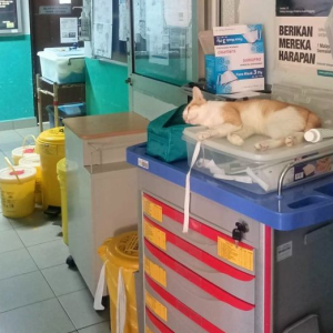 Lelaki Merungut Kucing Tidur Atas Troli Ubat, Kutuk Nurse Hospital Gomen