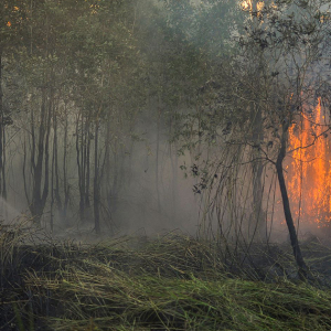 Syarikat Malaysia Sebabkan Hutan Terbakar Didenda RM60 Juta