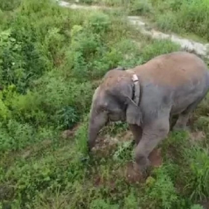 Lain Macam Gajah Ceroboh Rumah, Curi Ikan Masin