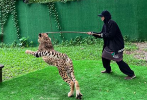 Datin Seri Heliza Helmi Selamba Bergurau Dengan Cheetah, Siap Main Kejar-Kejar