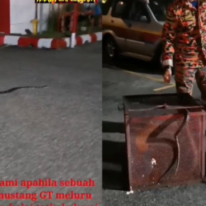 Wanita Memandu Sampai Ke Balai Bomba, Hon Dan Menjerit Ketakutan Ada Ular Dalam Bonet Kereta